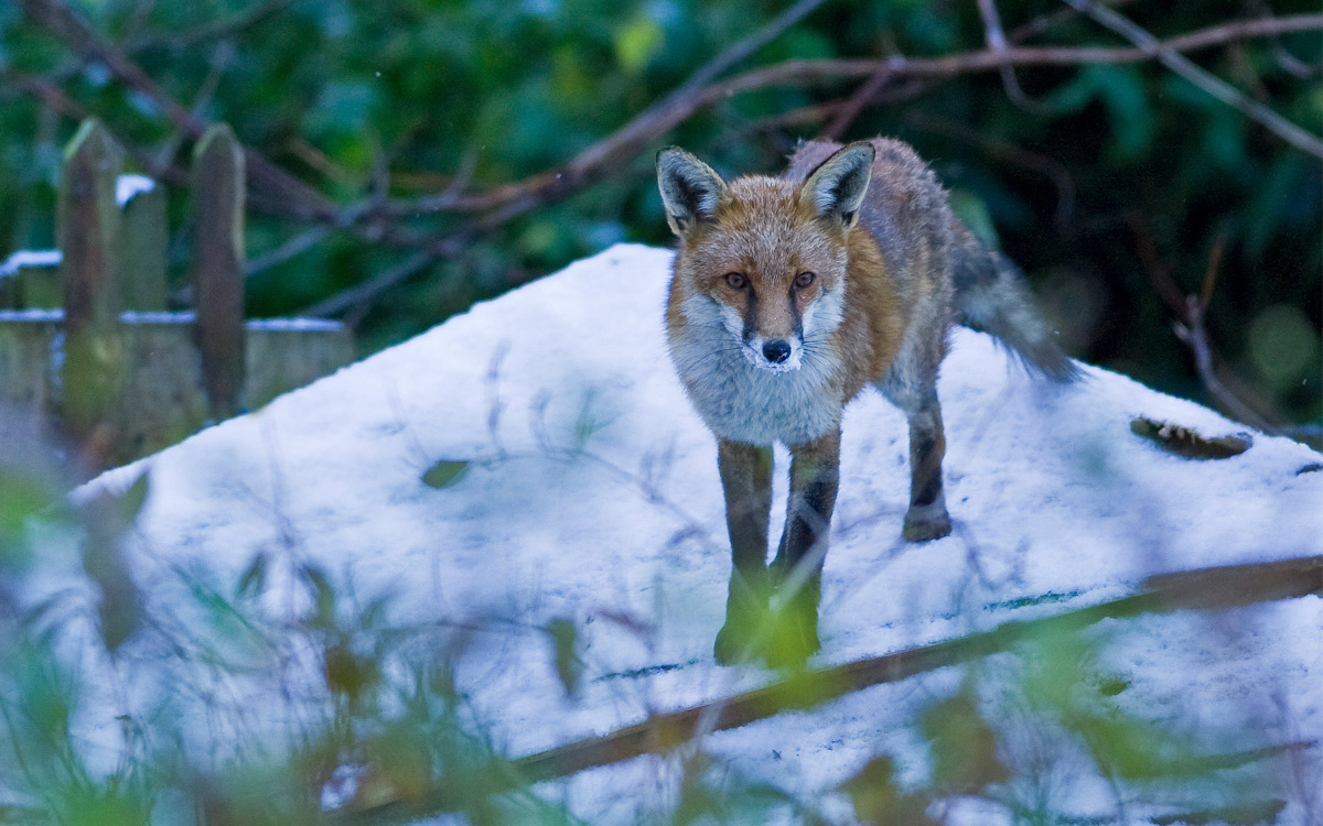 Urban fox standing on snow covered shed, London