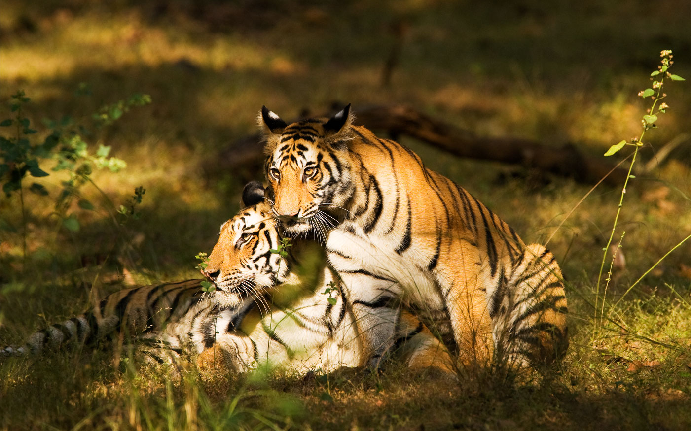 India | Award Winning Wildlife Photographer | Matthew Maran