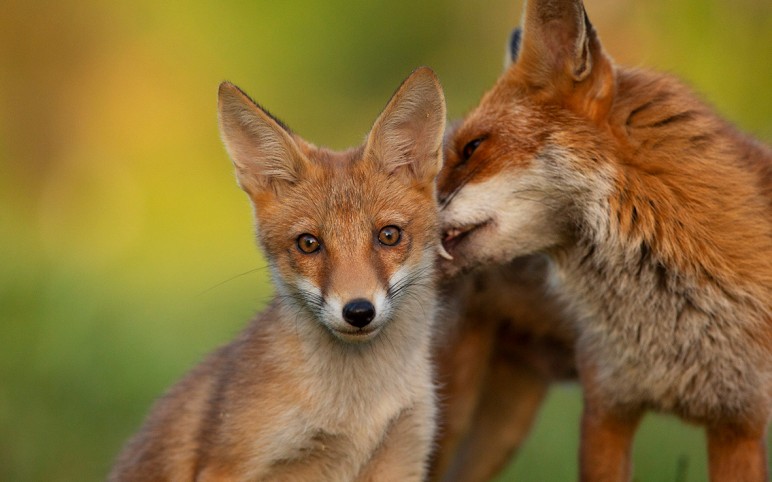 Have you seen my new gallery of foxes?