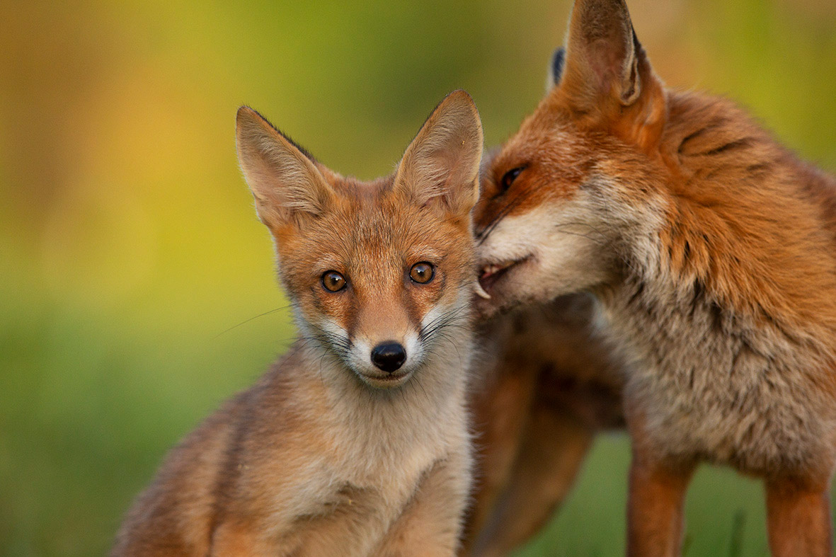 have-you-seen-my-new-gallery-of-foxes-award-winning-wildlife