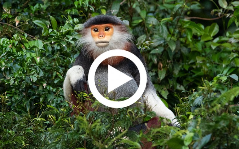 Primate Conservation in Vietnam