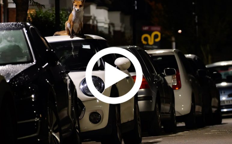 Shooting Foxes the Compassionate Way | Part Four