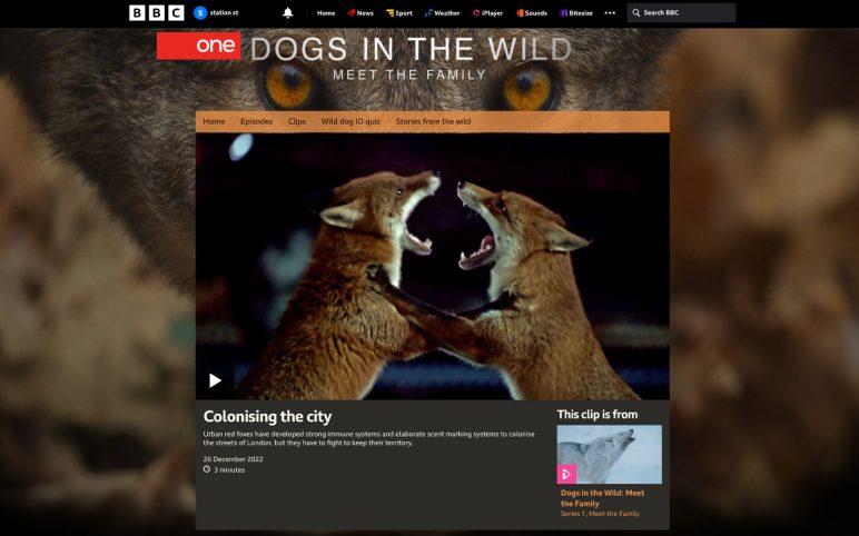Foxes on the BBC