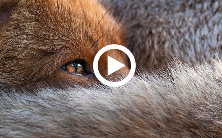 Shooting foxes the compassionate way | Part Five