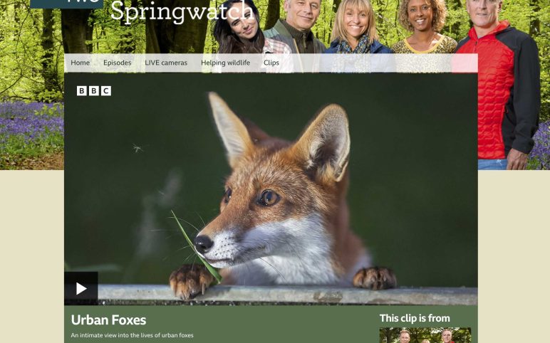 Foxes on Springwatch