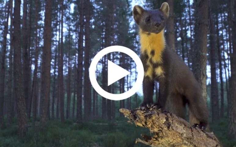 Pine Marten Release