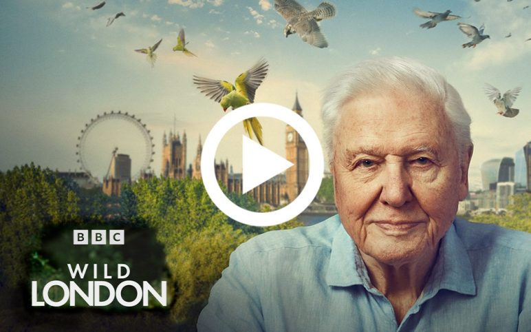 Watch David Attenborough’s Wild London